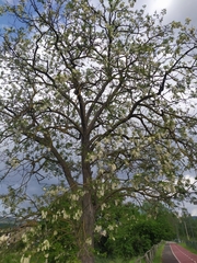 Robinia pseudoacacia