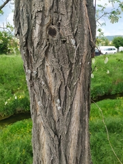 Robinia pseudoacacia