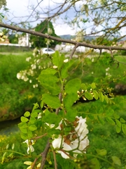 Robinia pseudoacacia