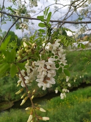 Robinia pseudoacacia