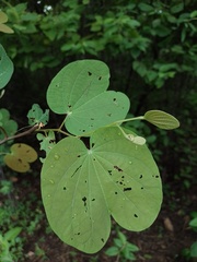 Bauhinia cheilantha