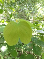 Bauhinia cheilantha