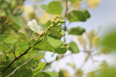 Bauhinia cheilantha