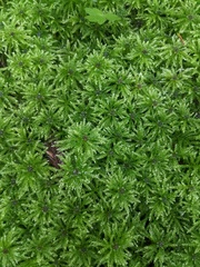 Leucolepis
