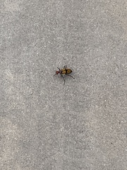 Tegrodera aloga