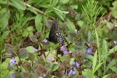 Papilio polyxenes