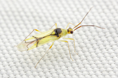 Hyaliodes