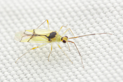 Hyaliodes