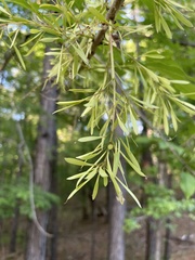 Fraxinus pennsylvanica lanceolata