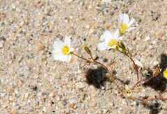 Linanthus inyoensis