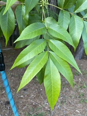 Fraxinus pennsylvanica lanceolata
