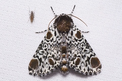 Harrisimemna trisignata