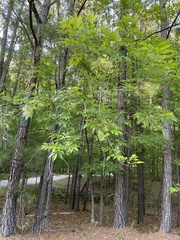 Fraxinus pennsylvanica lanceolata