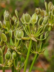 Lomatium foeniculaceum daucifolium