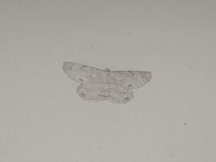 Geometridae