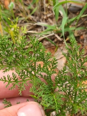 Lomatium foeniculaceum daucifolium