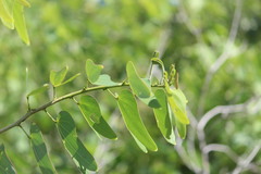 Bauhinia pentandra