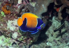 Pomacanthus navarchus