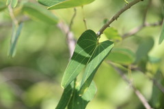 Bauhinia pentandra