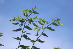Bauhinia pentandra