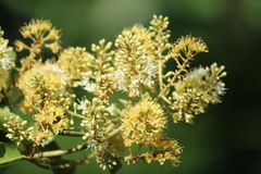 Combretum leprosum