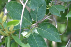 Combretum leprosum