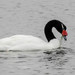 Black-necked Swan - Photo (c) Nico, some rights reserved (CC BY-NC), uploaded by Nico