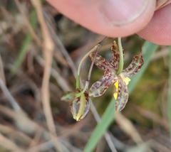 Oncidium graminifolium
