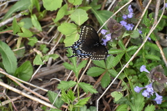 Papilio polyxenes