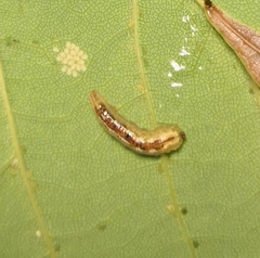 Lapposyrphus lapponicus