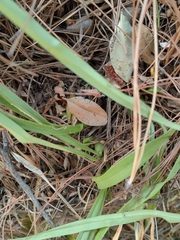 Oncidium graminifolium