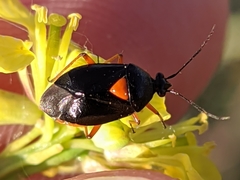Deraeocoris ribauti