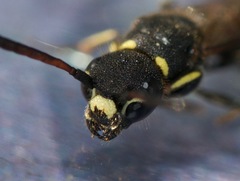 Sapyga martinii