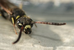 Sapyga martinii
