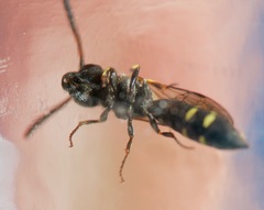 Sapyga martinii