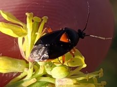 Deraeocoris ribauti