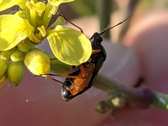 Deraeocoris ribauti