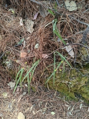 Oncidium graminifolium