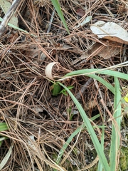 Oncidium graminifolium