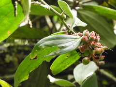 Cavendishia pubescens
