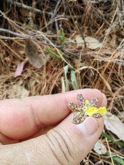 Oncidium graminifolium