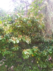 Prunus laurocerasus