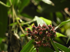 Cavendishia pubescens