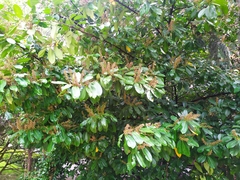 Prunus laurocerasus