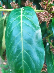 Prunus laurocerasus