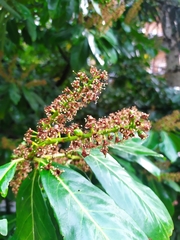 Prunus laurocerasus
