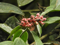 Cavendishia pubescens
