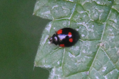 Adalia bipunctata
