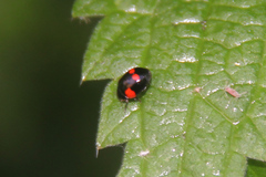 Adalia bipunctata