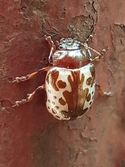 Calligrapha argus